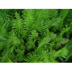 Ferns  Artwork